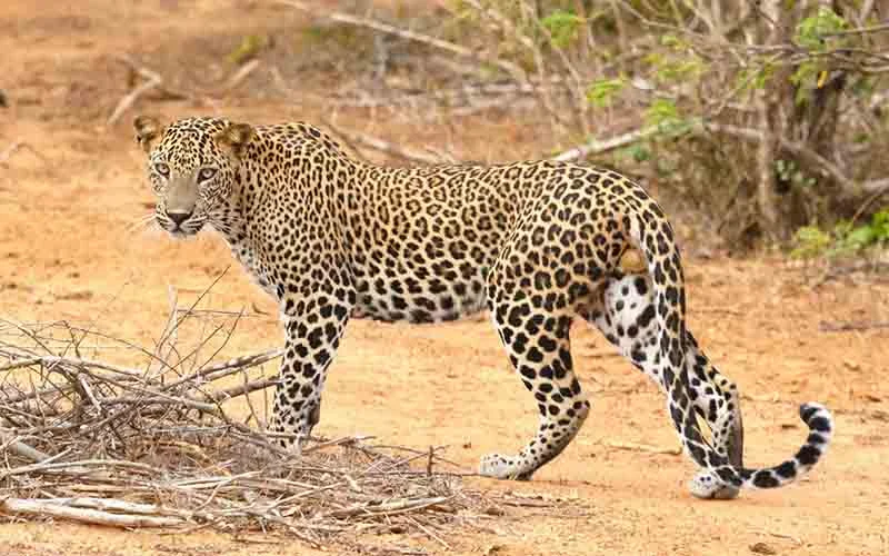 Yala National Park Jeep Safari