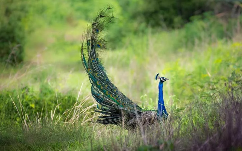 Yala National Park Jeep Safari