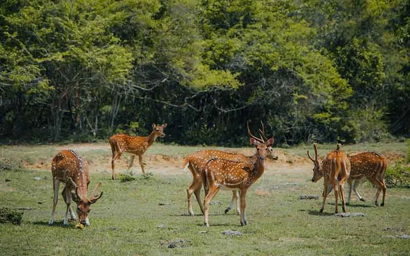 Yala National Park Jeep Safari