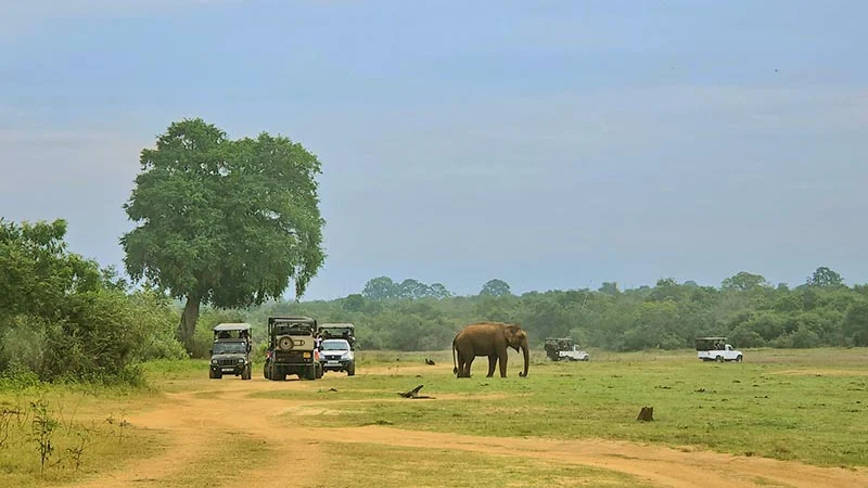 Yala National Park Jeep Safari