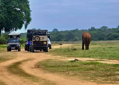 Yala National Park Jeep Safari Experience
