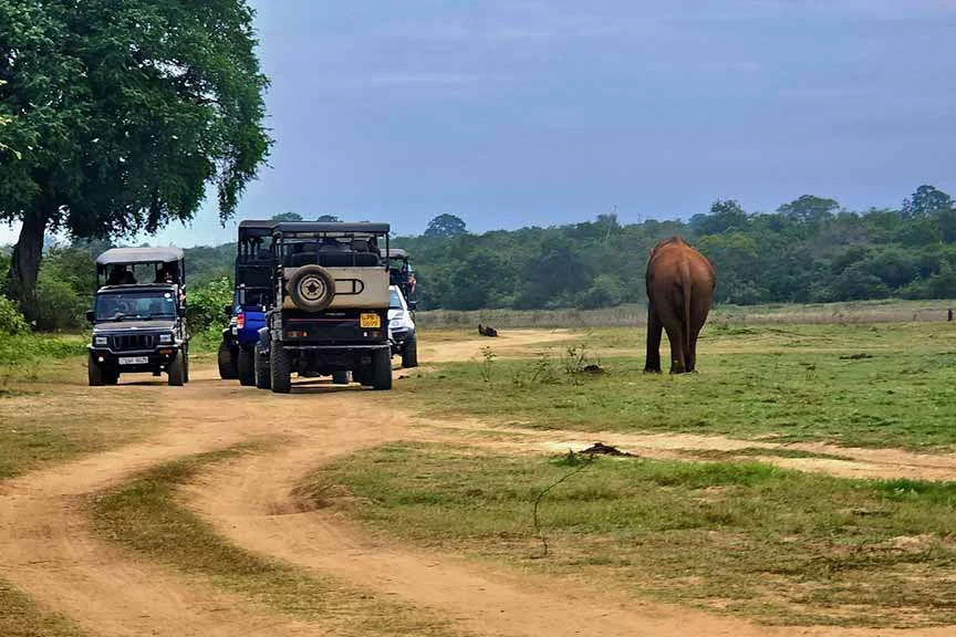 Yala National Park Jeep Safari Experience
