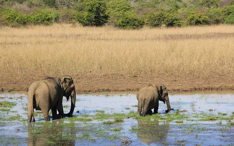 Yala National Park Jeep Safari