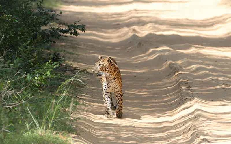 Yala National Park Jeep Safari