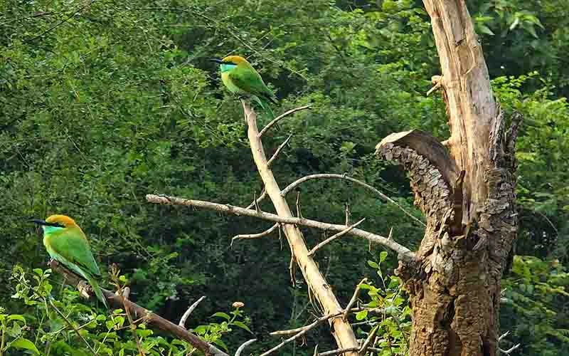Yala National Park Jeep Safari