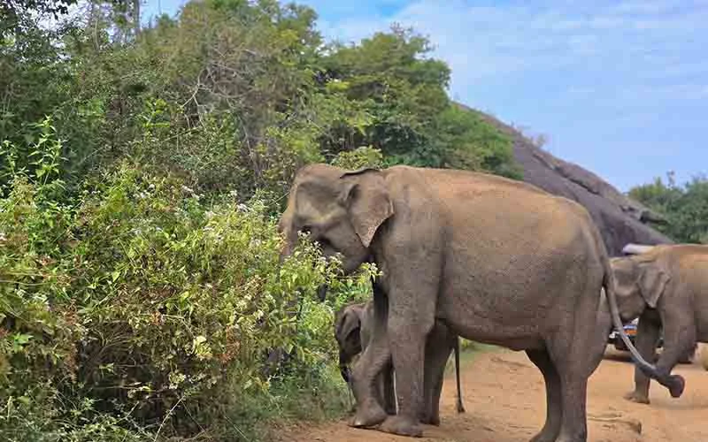 Yala National Park Jeep Safari