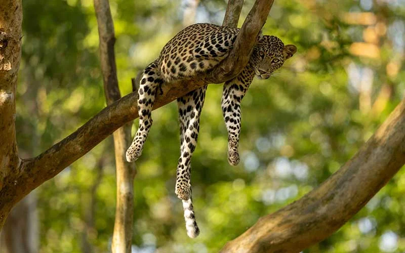 Yala National Park Jeep Safari