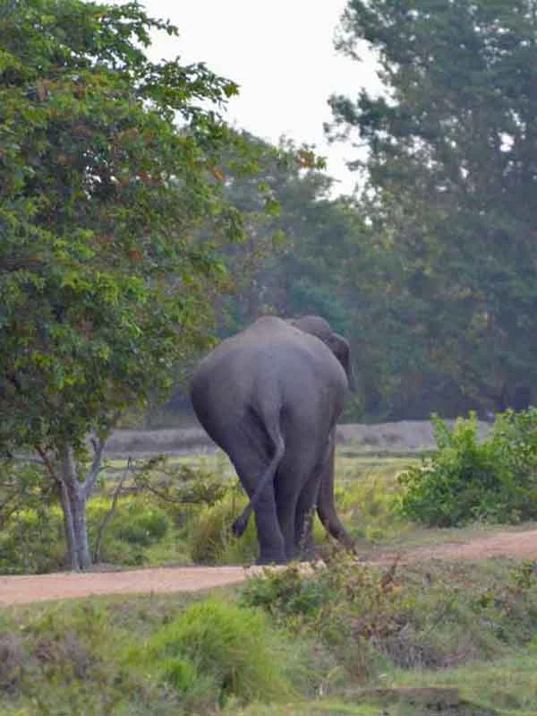 Honeymoon in Sri Lanka: Romantic Guide for Couples Honeymoon in Sri Lanka